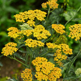 2 Golden Yarrow Plants Live, 4 to 6 Inc Tall, Yarrow Flower Live Plant, Bare Roots