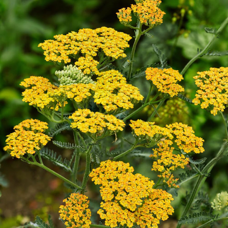2 Golden Yarrow Plants Live, 4 to 6 Inc Tall, Yarrow Flower Live Plant, Bare Roots