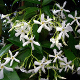 Star Jasmine Plant Live, Fragrant Jasmine Vine for Outdoor Planting, Starter Plant in 4'' Pot, Easy Care