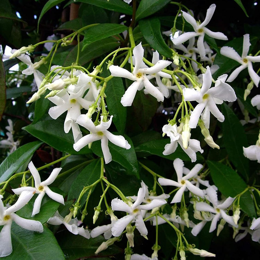 Star Jasmine Plant Live, Fragrant Jasmine Vine for Outdoor Planting, Starter Plant in 4'' Pot, Easy Care