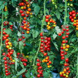 500 Cherry Tomato Seeds for Planting, Small Red Tomato Seeds, Heirloom Vegetable Seed, Sweet Tomatoes for Container and Outdoor Planting