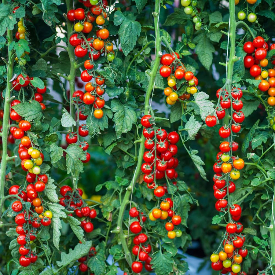 500 Cherry Tomato Seeds for Planting, Small Red Tomato Seeds, Heirloom Vegetable Seed, Sweet Tomatoes for Container and Outdoor Planting