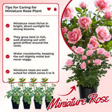 Miniature Rose Plant, Live 3.5” Potted Rose, Compact, Colorful Flowering Rose Bush for Indoor Outdoor Gardens (Light Pink)