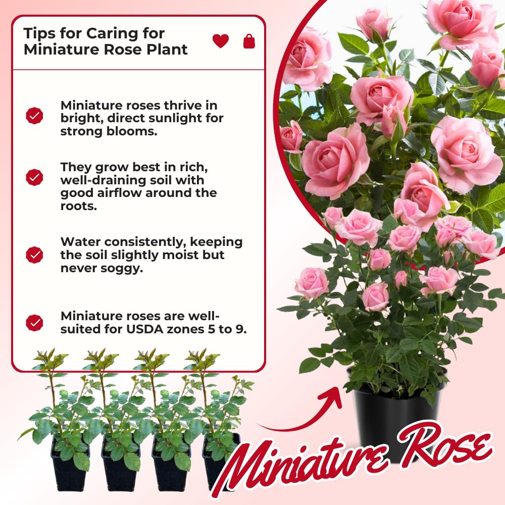 Miniature Rose Plant, Live 3.5” Potted Rose, Compact, Colorful Flowering Rose Bush for Indoor Outdoor Gardens (Light Pink)