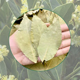 Bay Leaf Tree Live Plant in 4" Pot, Sweet Bay Laurel, Well-Rooted, 6-10" Tall, Laurus Nobilis Plant for Outdoor Indoor Planting Herb