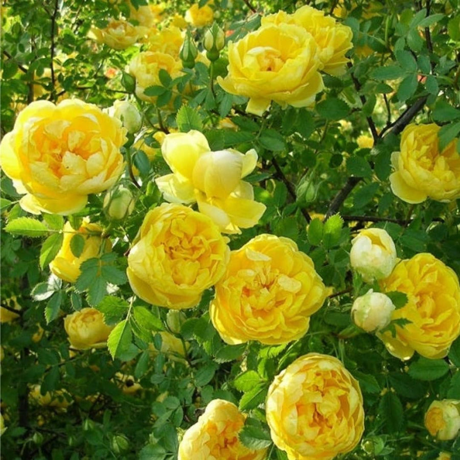 Bright Yellow Sunrosa Rose Live Plant, Fragrant Rose Bush Ready to Plants, Zone 5 to 9, Size 5 to 7 Inches and Bare Root