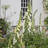 Live White Foxglove Plant, 3-5" Tall, 3 Inch Pot, White Foxglove Plant, Hardy Perennial with Colorful Summer Flowers