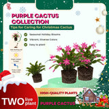 2 Christmas Cactus Plants Live, Holiday Blooming Indoor Plants Live Houseplants, Hanging Baskets Easy Care, Well-Rooted 5-8" Tall, No Pot, Bareroots, Single Stems (Purple Christmas Cactus)
