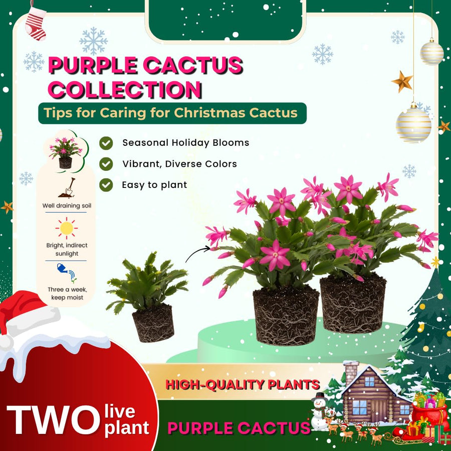 2 Christmas Cactus Plants Live, Holiday Blooming Indoor Plants Live Houseplants, Hanging Baskets Easy Care, Well-Rooted 5-8" Tall, No Pot, Bareroots, Single Stems (Purple Christmas Cactus)