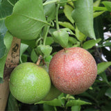 Purple Passion Fruit Plant, 6-8 Tall Passiflora Plants in 4 Inch Pot, Tropical Passion Fruit Vine for Outdoor Growing, Passionfruit Seedling