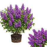 Vibrant Purple Lilac Bush Live Tree Plant, 1 Year Old Tree for Planting, 6 to 12 Inches in Tall, Hardy Shrub, Dormant in Winter