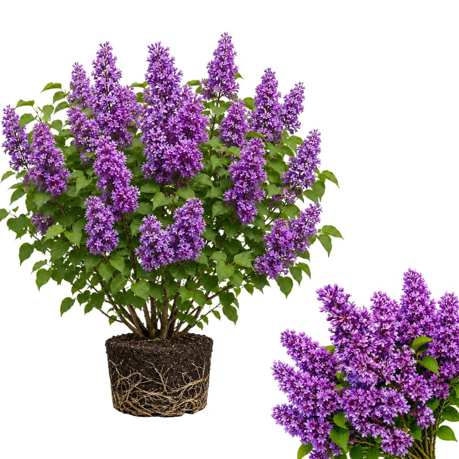 Vibrant Purple Lilac Bush Live Tree Plant, 1 Year Old Tree for Planting, 6 to 12 Inches in Tall, Hardy Shrub, Dormant in Winter