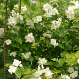 White Mock Orange Plant 3-5 Inch Tall in 4" Pot, Mock Orange Flower Plants, Hardy Ornamental Shrub for Outdoor Garden