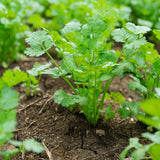 Live Green Cilantro Plant in 4 Inch Pot, Cilantro Herb Plant, Culinary Herb, Well Rooted for Indoor Herb Gardens and Outdoor Planting