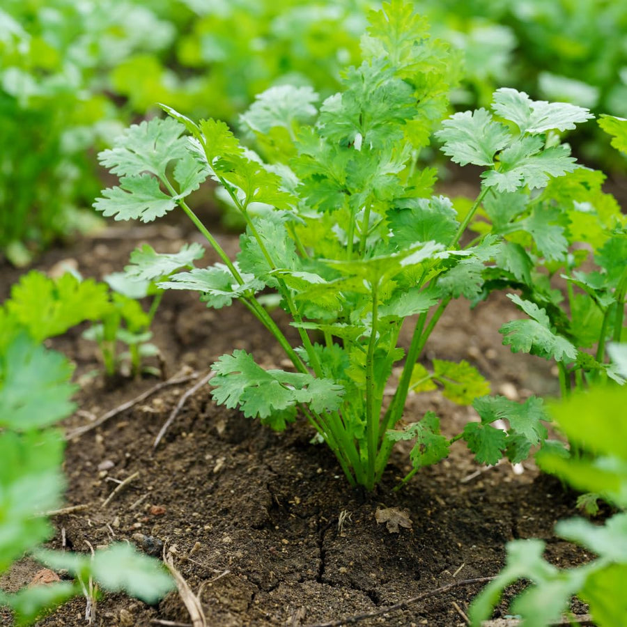 Live Green Cilantro Plant in 4 Inch Pot, Cilantro Herb Plant, Culinary Herb, Well Rooted for Indoor Herb Gardens and Outdoor Planting