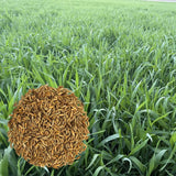 5 Ibs Rye Cover Crop Seeds, Cereale Rye Cover Crop Seeds for Garden Beds and Outdoor Growing