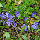 50 Vinca Periwinkle Live Plants - Vinca Minor Ground Cover Plants, 6-8" Well Rooted Plants, Bare Root for Planting Outdoor Garden