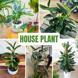 2 Monstera Plants Live, Swiss Cheese Philodendron Plant, Ornamental Tropical Well-Rooted, 4 to 5 Leaves for Indoor Houseplant (Monstera Variegated Yellow Green)