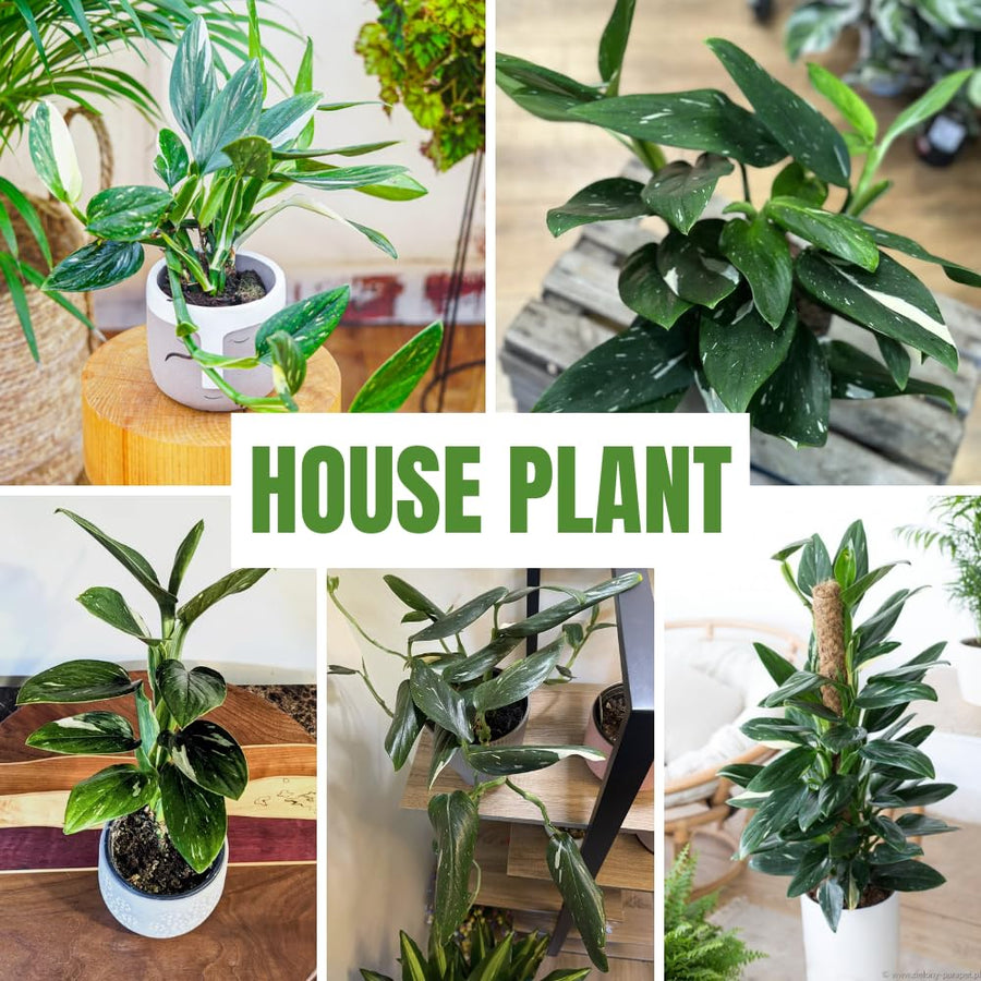 2 Monstera Plants Live, Swiss Cheese Philodendron Plant, Ornamental Tropical Well-Rooted, 4 to 5 Leaves for Indoor Houseplant (Monstera Variegated Yellow Green)