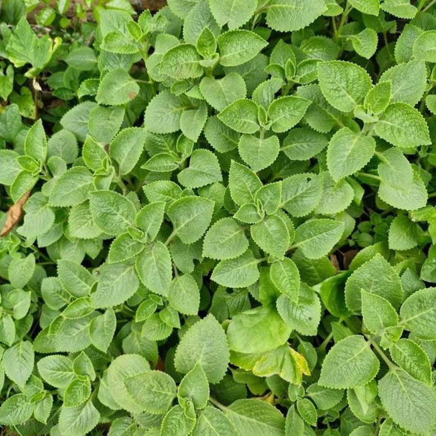 2 Cuban Oregano Plant 4 to 5 Inch Tall in 4" Pot, Fragrant Cuban Oregano Seedling Plant Live for Planting, Herb Plants Indoor Outdoor