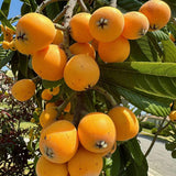 Loquat Tree Live Plant, Well Rooted Tropical Loquat 8-10″ Tall, Outdoor Garden Growing, Ready to Grow
