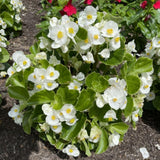 White Begonia Live Plant, 3–6 Inch Tall, 4” Pot, Ornamental Foliage Begonia Plant, Colorful Indoor Houseplant for Home and Office Decor