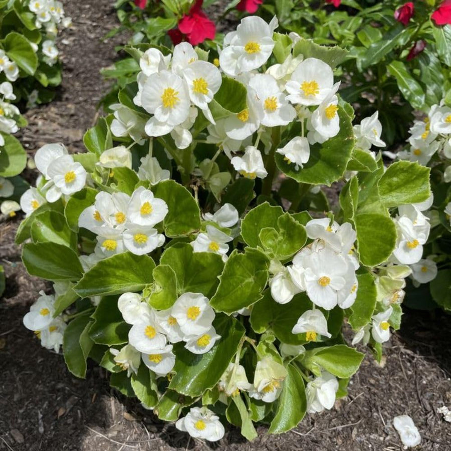 White Begonia Live Plant, 3–6 Inch Tall, 4” Pot, Ornamental Foliage Begonia Plant, Colorful Indoor Houseplant for Home and Office Decor