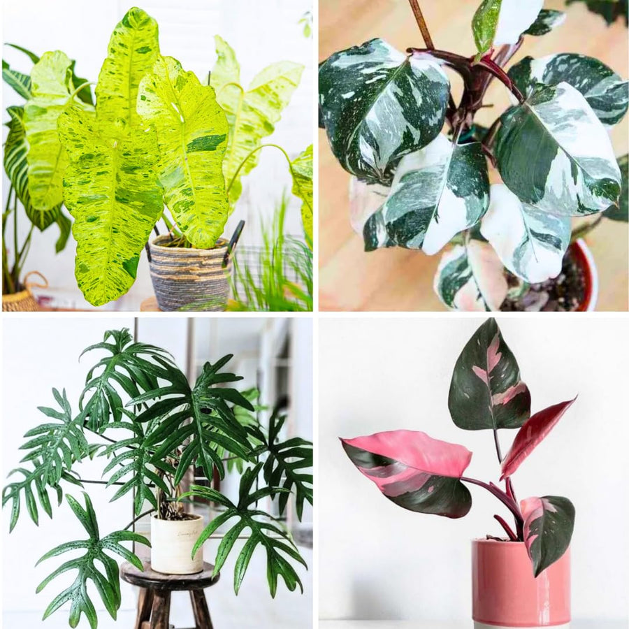 2 Random Philodendron Live Plant 5-9" Tall, Rare Tropical Indoor Houseplant Home Garden