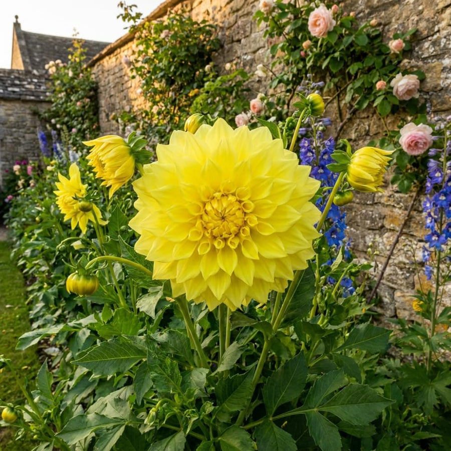 Dahlia Tuber for Planting, Yellow Dahlia Flower for Summer Blooms, Large and Vibrant Flowers, Suited for Zones 8 to 11