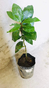Bay Leaf Tree Live Plant, Sweet Bay Tree Laurel Trees, Laurus Nobilis, Well Rooted Plant Live, 4 to 8 Inc Tall