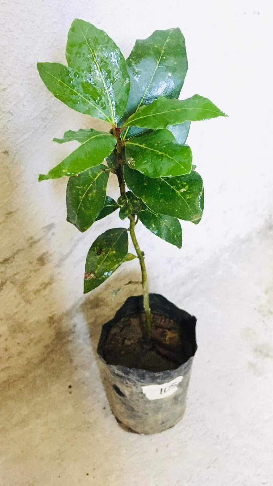 Bay Leaf Tree Live Plant, Sweet Bay Tree Laurel Trees, Laurus Nobilis, Well Rooted Plant Live, 4 to 8 Inc Tall
