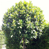 1 Year Old Bay Leaf Tree Live Plant Well-Rooted, 6-10" Tall, Sweet Bay Laurel Laurus Nobilis Plant for Outdoor Indoor Planting Herb