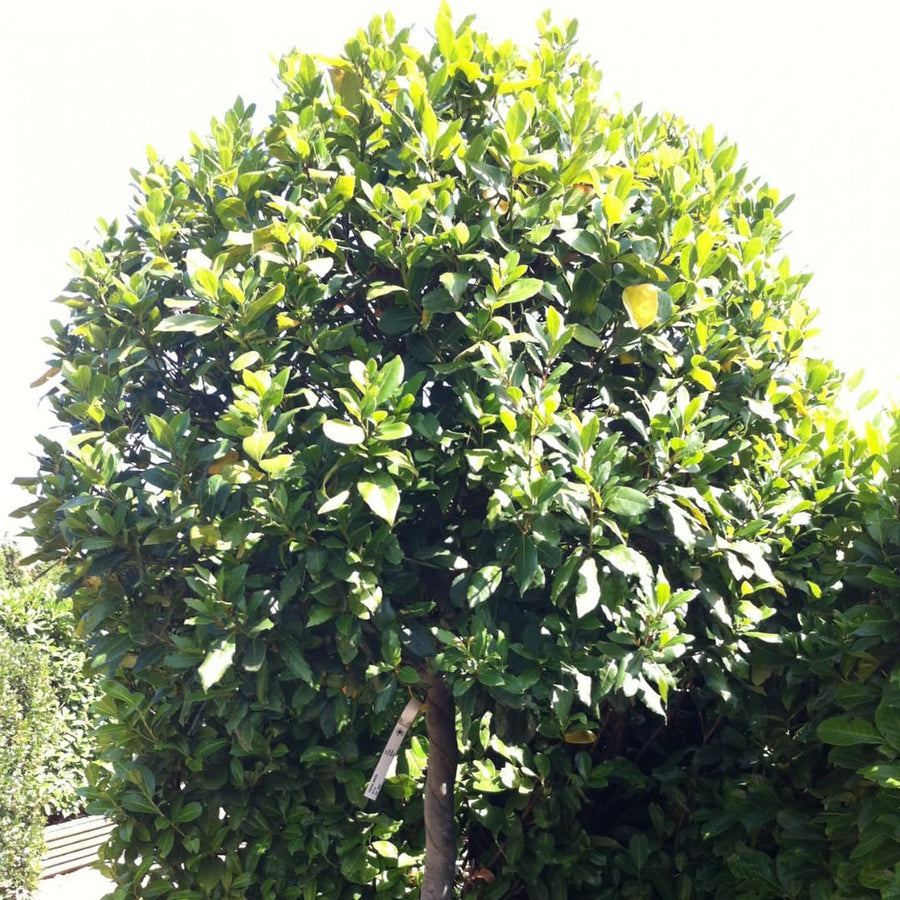 1 Year Old Bay Leaf Tree Live Plant Well-Rooted, 6-10" Tall, Sweet Bay Laurel Laurus Nobilis Plant for Outdoor Indoor Planting Herb
