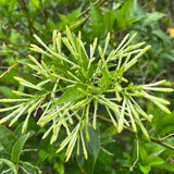 White Jasmine Plant Live, Fragrant Jasmine Climbing Vine, 6-8 Inches Tall for Growing (Night Jasmine)