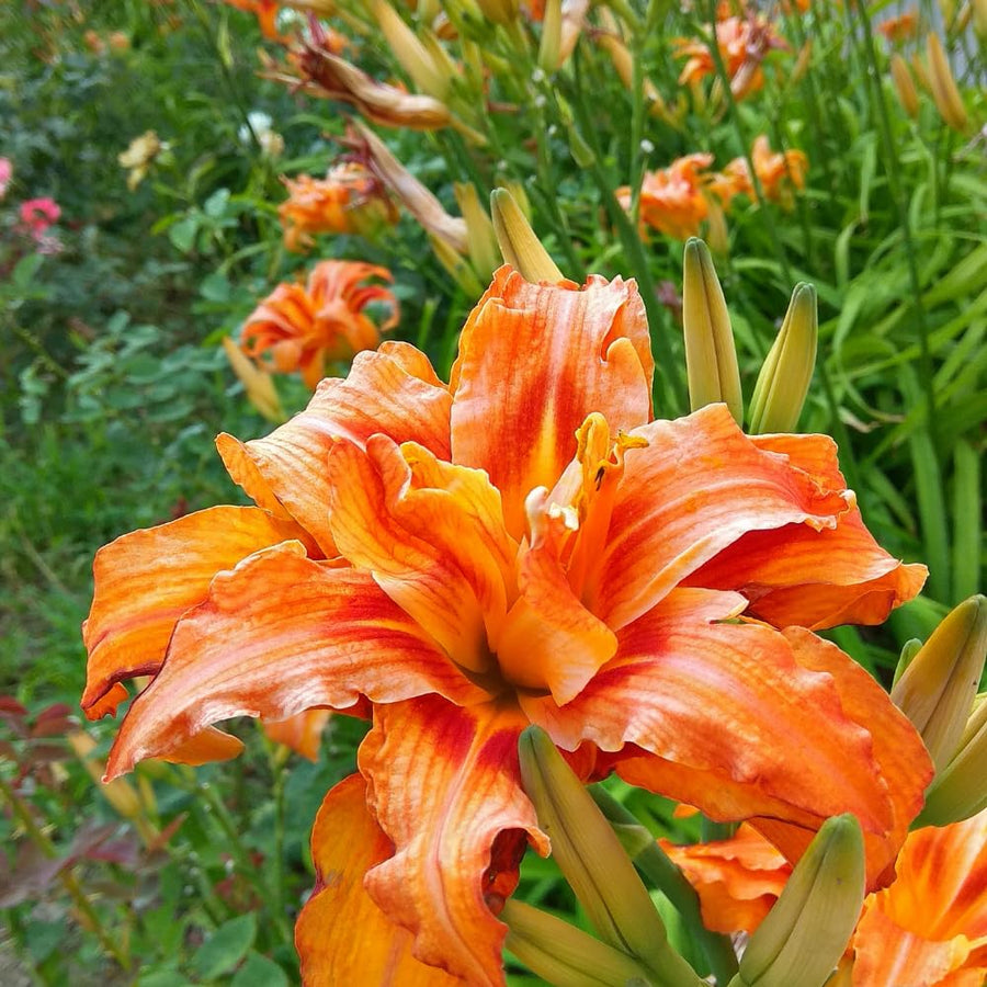 3 Double Orange Daylily Bulbs for Planting, Daylily Bulbs Roots Rhizomes Gardening, Orange Flower Garden