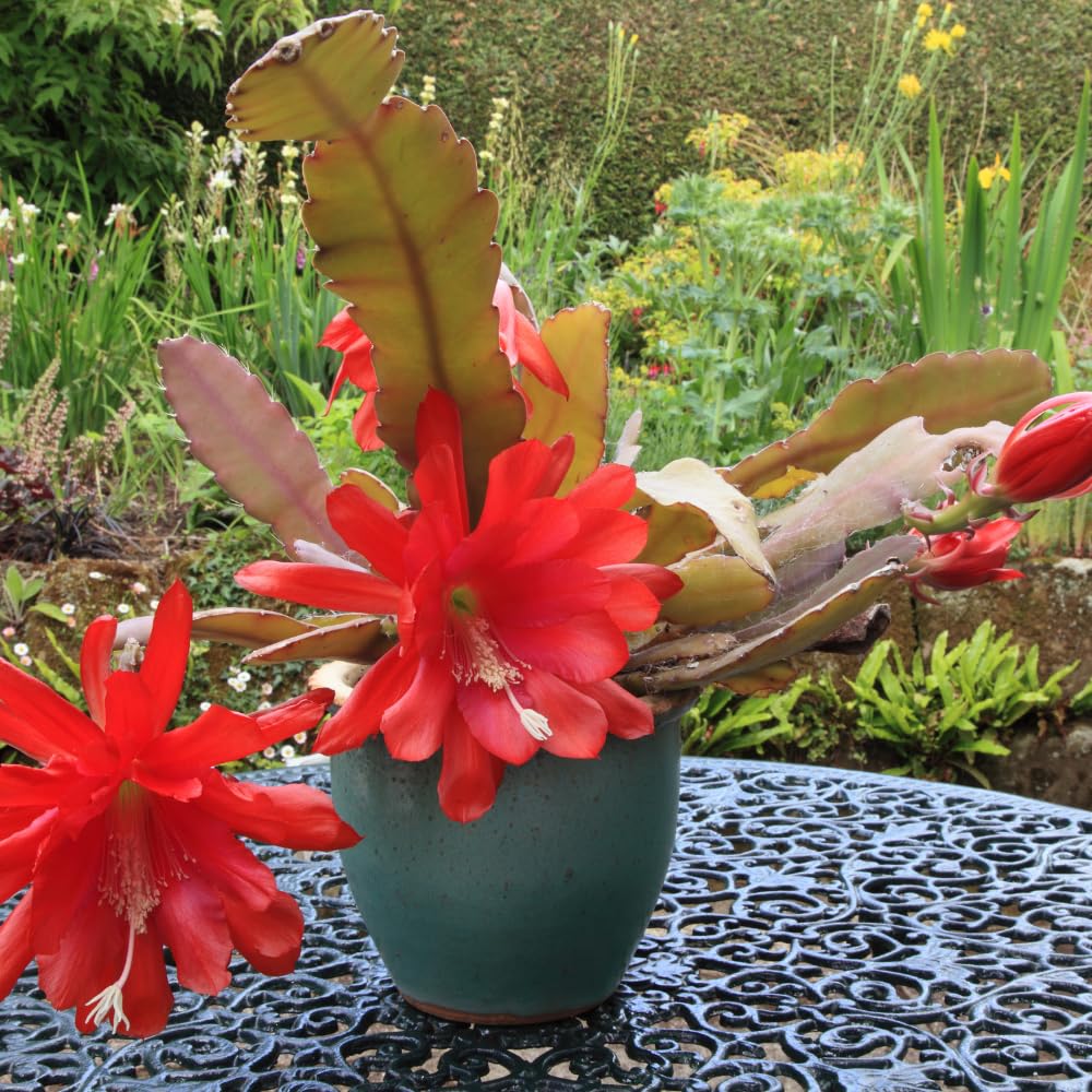 Epiphyllum Plants Live, 2 Plants per Pot, Orchid Cactus Plants for Indoor and Outdoor Planting, Well Rooted Orchid Cactus Plant, Ready to Plant (Red Epiphyllum)