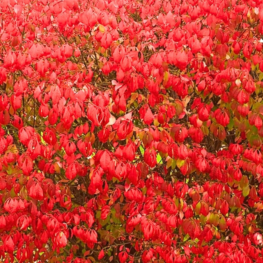 Dwarf Burning Bush Live Plant in Quart Pot, Red Burning Bush Shrubs for Outdoor Planting, 6 to 10 Inches Tall, Perennial Vibrant Bushes