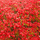 Red Burning Bush Shrub Live Plant, Dwarf Burning Bush Plant in Quart Pot, 6 to 10 Inches Height, Hardy Ornamental Shrubs for Outdoor Planting