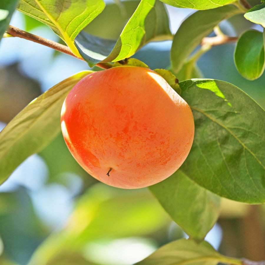 Set 2 Persimmon Live Plants, 1-2 Ft Bare Root Persimmon Plant, Perennial Hardy Fruit Plant for Garden, Patio and Landscape