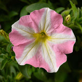 2 Petunia Live Plants, Princess Hearts Petunia Flowers, Live Petunias Plants Outdoor Indoor, 5-9 Inch Tall