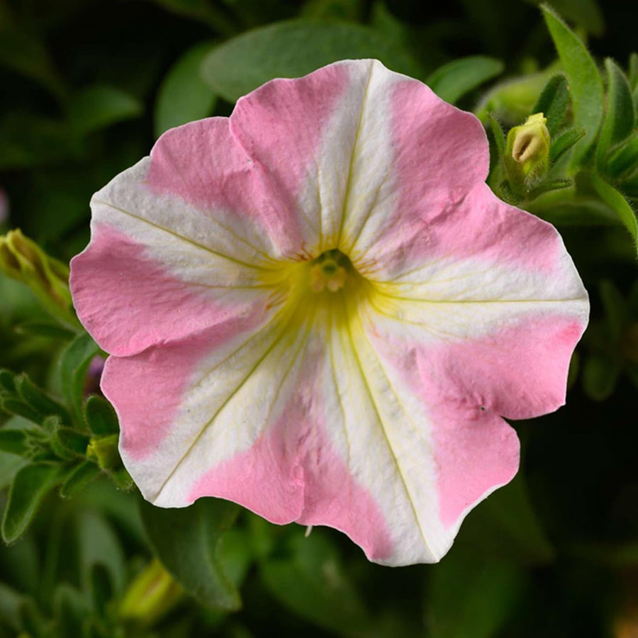 2 Petunia Live Plants, Princess Hearts Petunia Flowers, Live Petunias Plants Outdoor Indoor, 5-9 Inch Tall