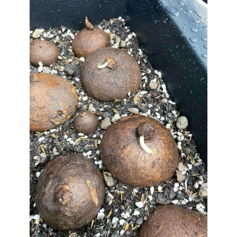 Medium (M Size) Stephania Cephalantha Plant Caudex Bulb, 2.5-3" Rare Unique Succulent with No Hair Roots, Home Decor, Houseplant, Cold Hardy