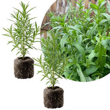 2 Mexican Tarragon Plant Live, 4-6 Inches Tall, Well Rooted Culinary Herb, Mexican Tarragon Plant for Indoor Outdoor Growing