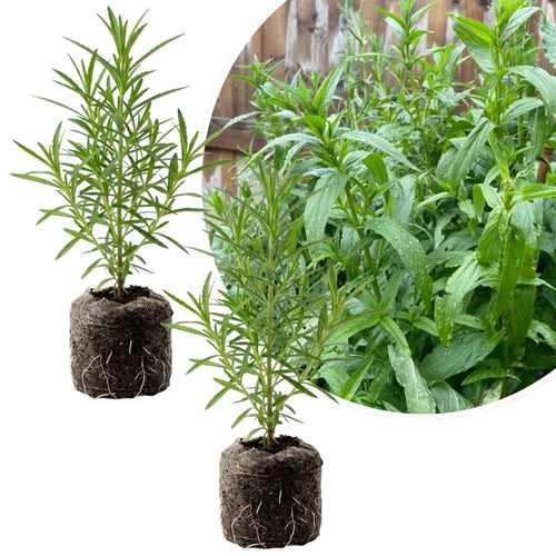 2 Mexican Tarragon Plant Live, 4-6 Inches Tall, Well Rooted Culinary Herb, Mexican Tarragon Plant for Indoor Outdoor Growing