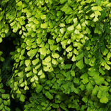 20 Roots of Maidenhair Fern, Fern Plants Live, Live Fern Plants, Fern Plant Seedlings, Fern Rhizomes for Planting, 20 Roots