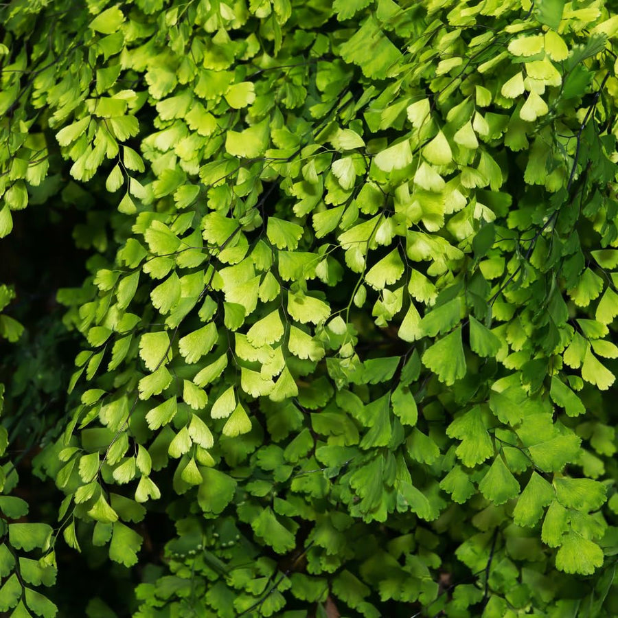 20 Roots of Maidenhair Fern, Fern Plants Live, Live Fern Plants, Fern Plant Seedlings, Fern Rhizomes for Planting, 20 Roots