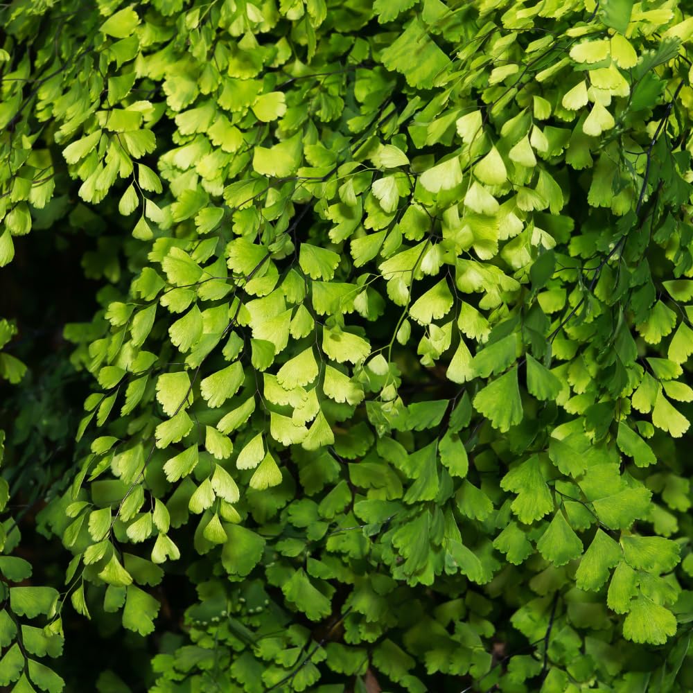 20 Roots of Maidenhair Fern, Fern Plants Live, Live Fern Plants, Fern Plant Seedlings, Fern Rhizomes for Planting, 20 Roots