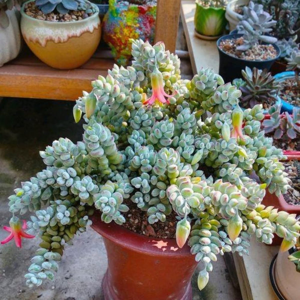 XL Size Cotyledon Pendens Succulent Live Plant Potted, Trailing Succulent Rare House Plant for Home Office Decoration, Indoor Outdoor Growing, 6" Pot