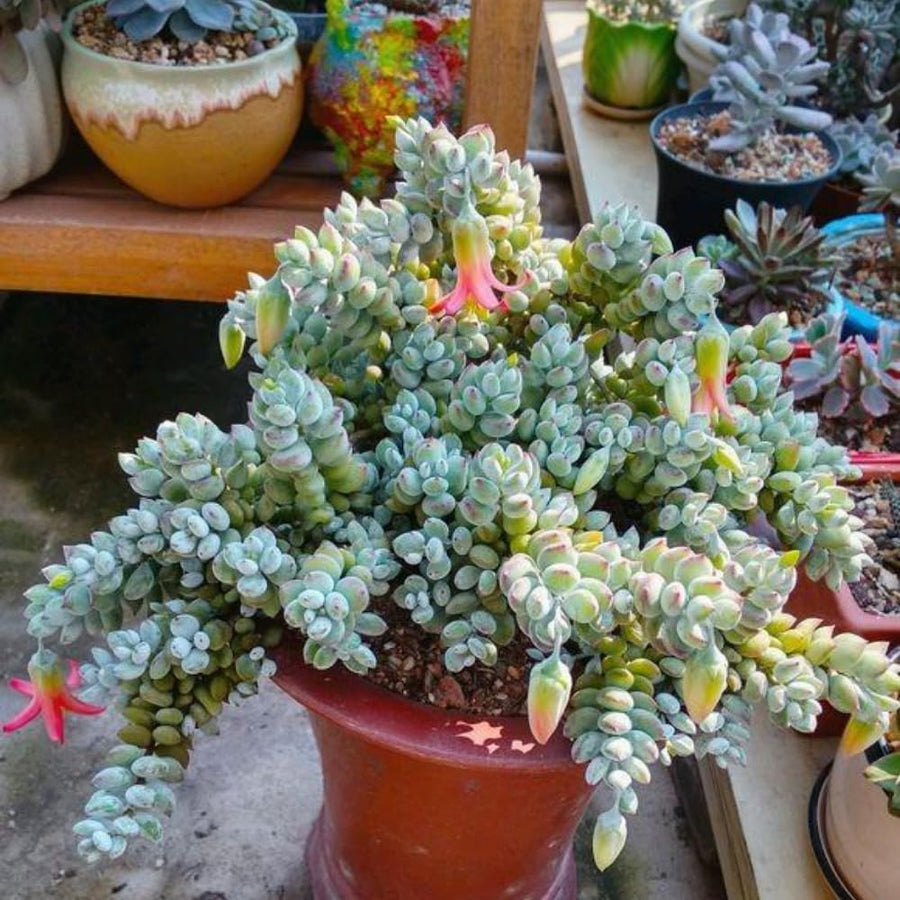 XL Size Cotyledon Pendens Succulent Live Plant Potted, Trailing Succulent Rare House Plant for Home Office Decoration, Indoor Outdoor Growing, 6" Pot
