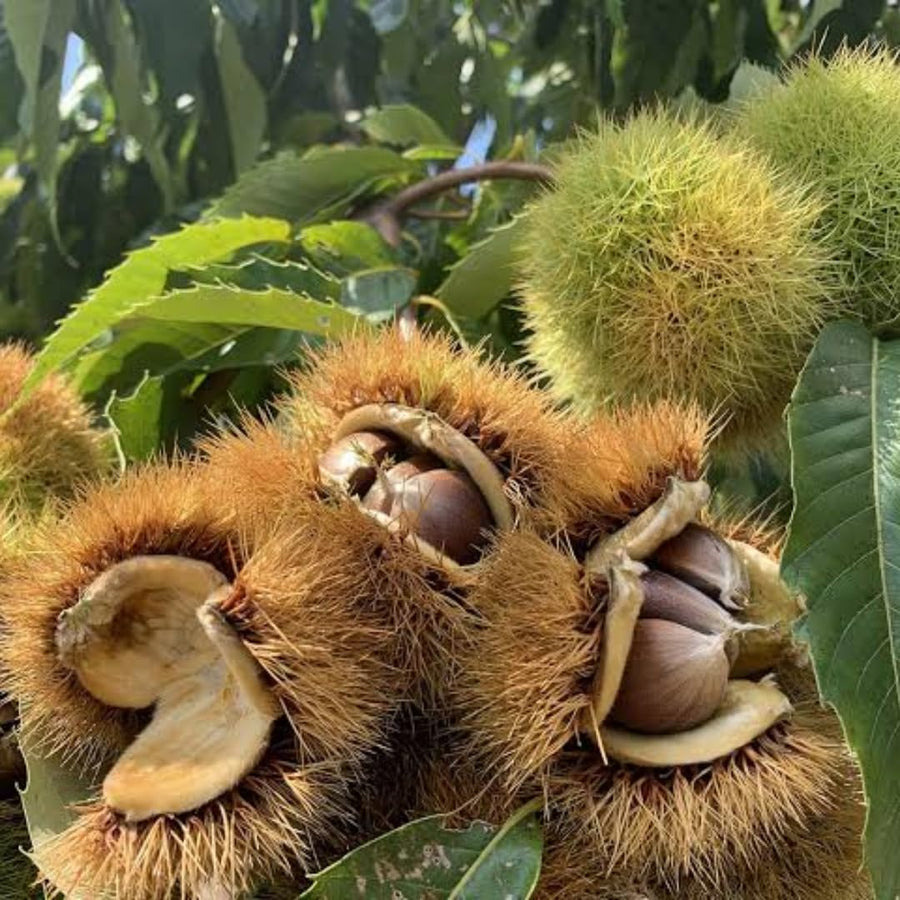 6-12" Chestnut Tree Live Plant – 1 Quart Pot, Hardy Nut Tree for Garden, Patio, or Outdoor Planting, Well-Rooted Starter Tree